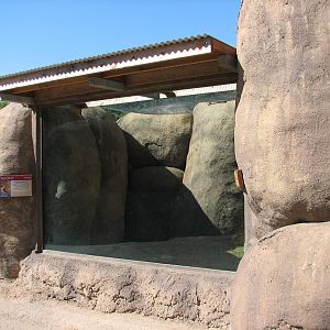 Africa Live - Rock Hyrax Exhibit