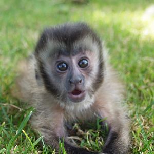 Baby Cappuchin