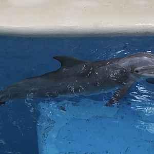 Atlantic Bottlenose Dolphin