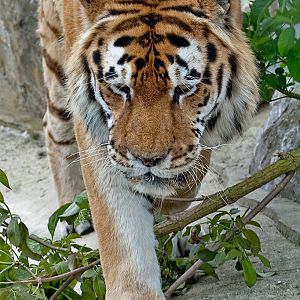 Amur (Siberian) Tiger