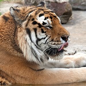 Amur (Siberian) Tiger
