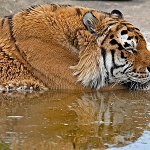 Amur (Siberian) Tiger