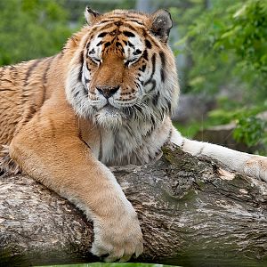 Amur (Siberian) Tiger