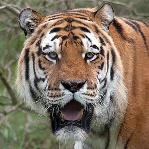 Amur (Siberian) Tiger