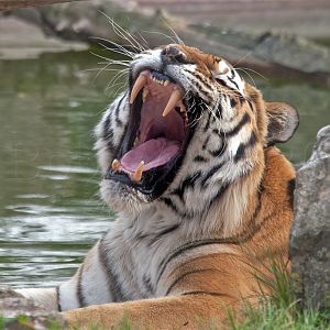 Amur (Siberian) Tiger