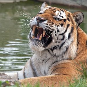 Amur (Siberian) Tiger
