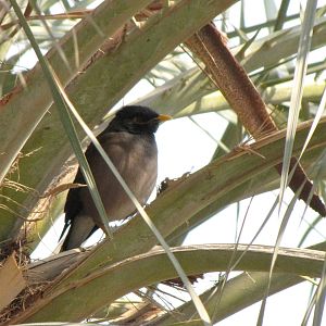 common myna