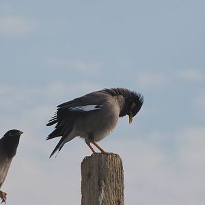 common myna