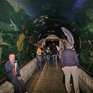 Shark Reef Shark Tunnel