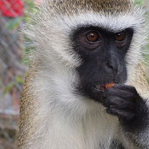 Vervet Monkey