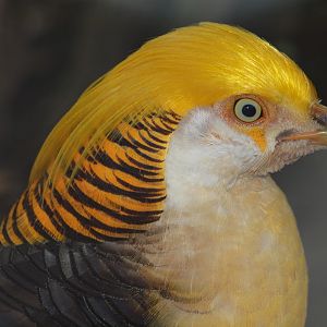 Yellow Pheasant