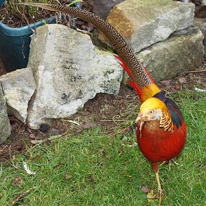 Golden Pheasant