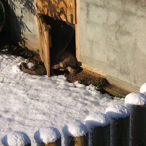 Sulcatta Tortoise making an escape bid