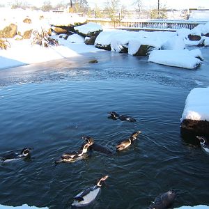 Penguin enclosure