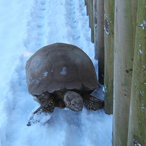 Sulcatta Tortoise having fun in the snow