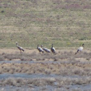 common crane