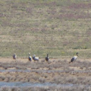 common crane