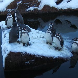 Humboldt Penguin in the upper pool