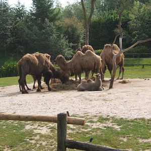 Bactrian Camel