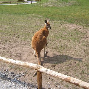 Red Kangaroo