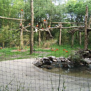 Scarlet Ibis Aviary