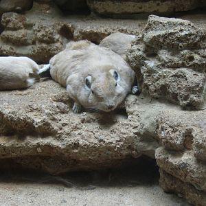 Gundi (Ctenodactylus gundi)