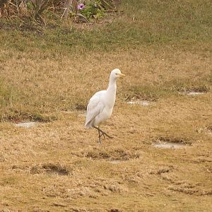 cattle egret