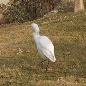 cattle egret