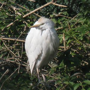 cattle egret
