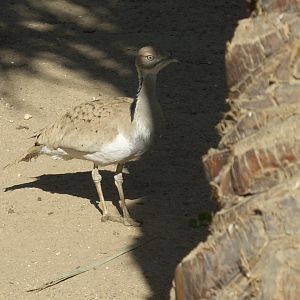 houbara bustard