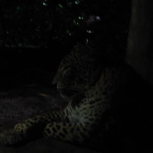 Leopard Trail - Sri Lankan Leopard exhibit