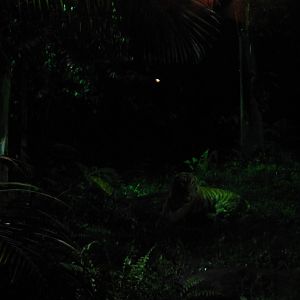 Indo-Malayan Region - Malayan Tiger exhibit