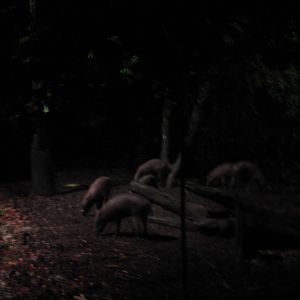 Indo-Malayan Region - Babirusa exhibit