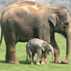 Asiatic elephant calf; Whipsnade Zoo; 24th April 2010