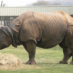 Indian rhinoceros; Whipsnade; 24th April 2010