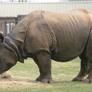 Indian rhinoceros; Whipsnade; 24th April 2010