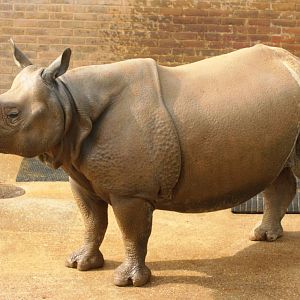 Indian rhinoceros; Whipsnade; 24th April 2010