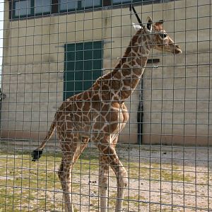Giraffe born Monday 19 April. Photo taken Sat 24 April 2010