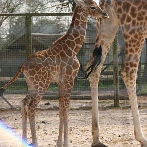 Giraffe born Monday 19 April. Photo taken Sat 24 April 2010