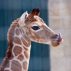 Giraffe born Monday 19 April. Photo taken Sat 24 April 2010