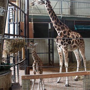 Giraffe born Monday 19 April. Photo taken Sat 24 April 2010