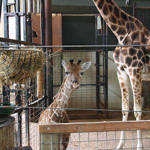 Giraffe born Monday 19 April. Photo taken Sat 24 April 2010