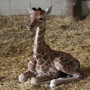 Giraffe born Monday 19 April. Photo taken Sat 24 April 2010