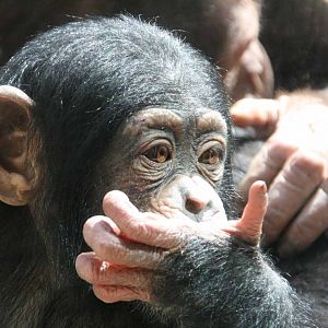 Photo taken 22 April 2010