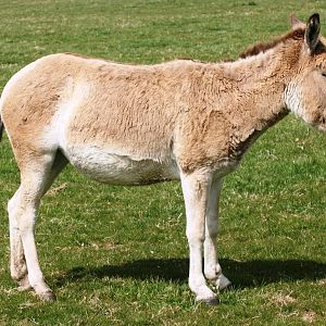 Onager; Whipsnade; 24th April 2010