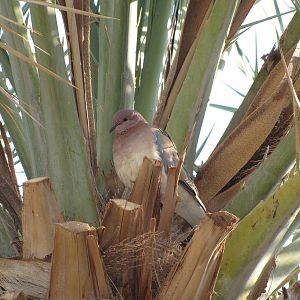 laughing dove