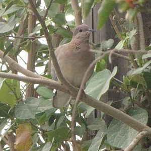 laughing dove