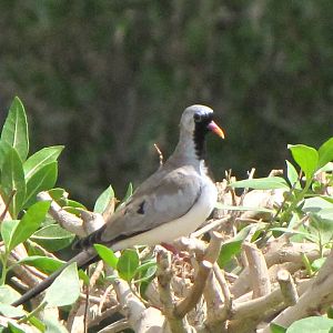 namaqua dove