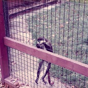Spot Nosed Guenon kept in the 1980's ?