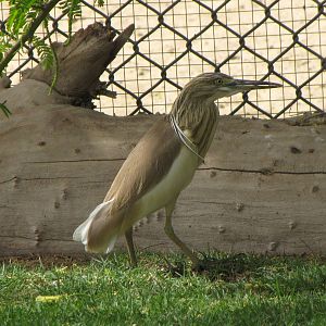 squacco heron